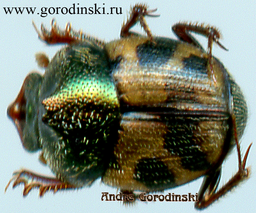 http://www.gorodinski.ru/copr/Onthophagus baykanus.jpg
